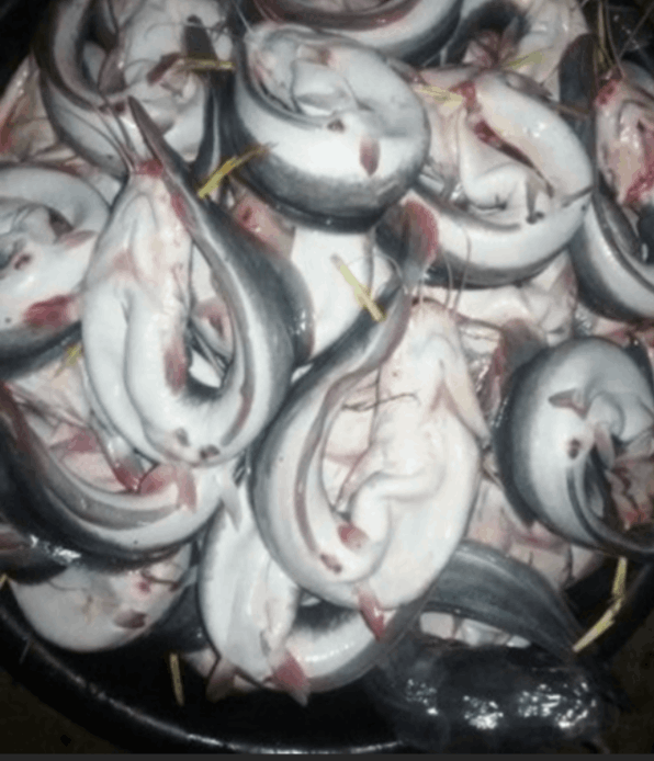 Fresh Fish