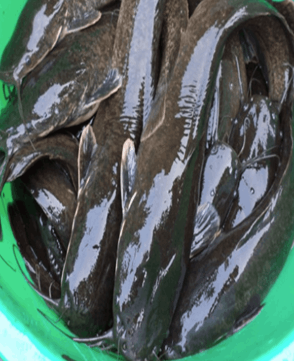 Cat Fish