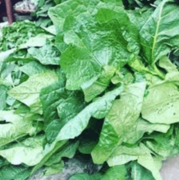 fresh-frozen-anyara-garden-egg-leaves