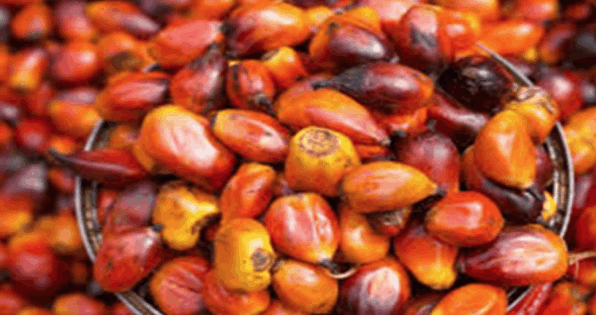 Palm Kernels