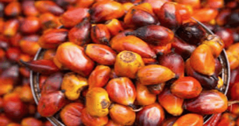 Palm Oil Kernels