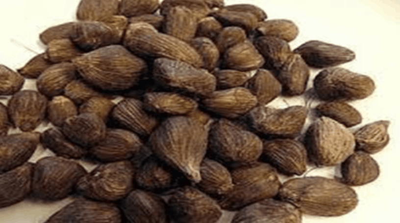 Palm Kernels